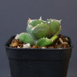 【DRAGON AGAVE】アガベ 達摩 EC1443