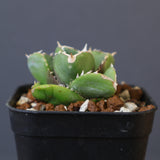 【DRAGON AGAVE】アガベ 達摩 EC1443