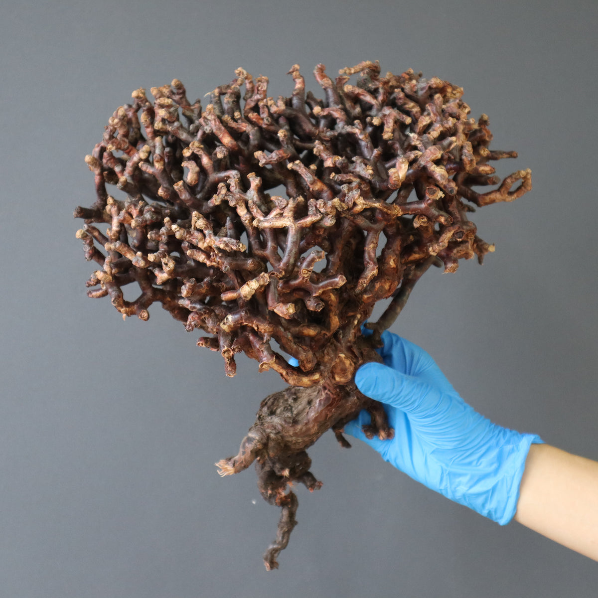 A*i様 目玉商品71002発根済み早い者勝ち！ ベアルート株　ペラルゴニウム A*i様 目玉商品71002発根済み早い者勝ち！ ベアルート株