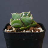 【DRAGON AGAVE】アガベ 達摩 EC1443
