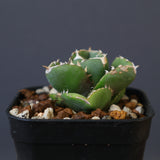 【DRAGON AGAVE】アガベ 達摩 EC1443