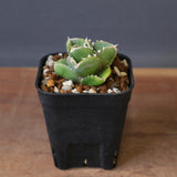 【DRAGON AGAVE】アガベ 達摩 EC1443