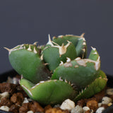 【DRAGON AGAVE】アガベ 達摩 EC1443
