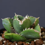 【DRAGON AGAVE】アガベ 達摩 EC1443