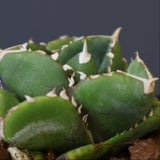 【DRAGON AGAVE】アガベ 達摩 EC1443