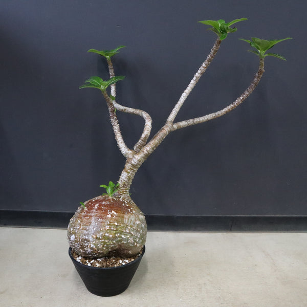 【30％OFF】 P.ウィンゾリー 29 SHOP ONLINE TaiShoDo – 塊根植物・コーデックス