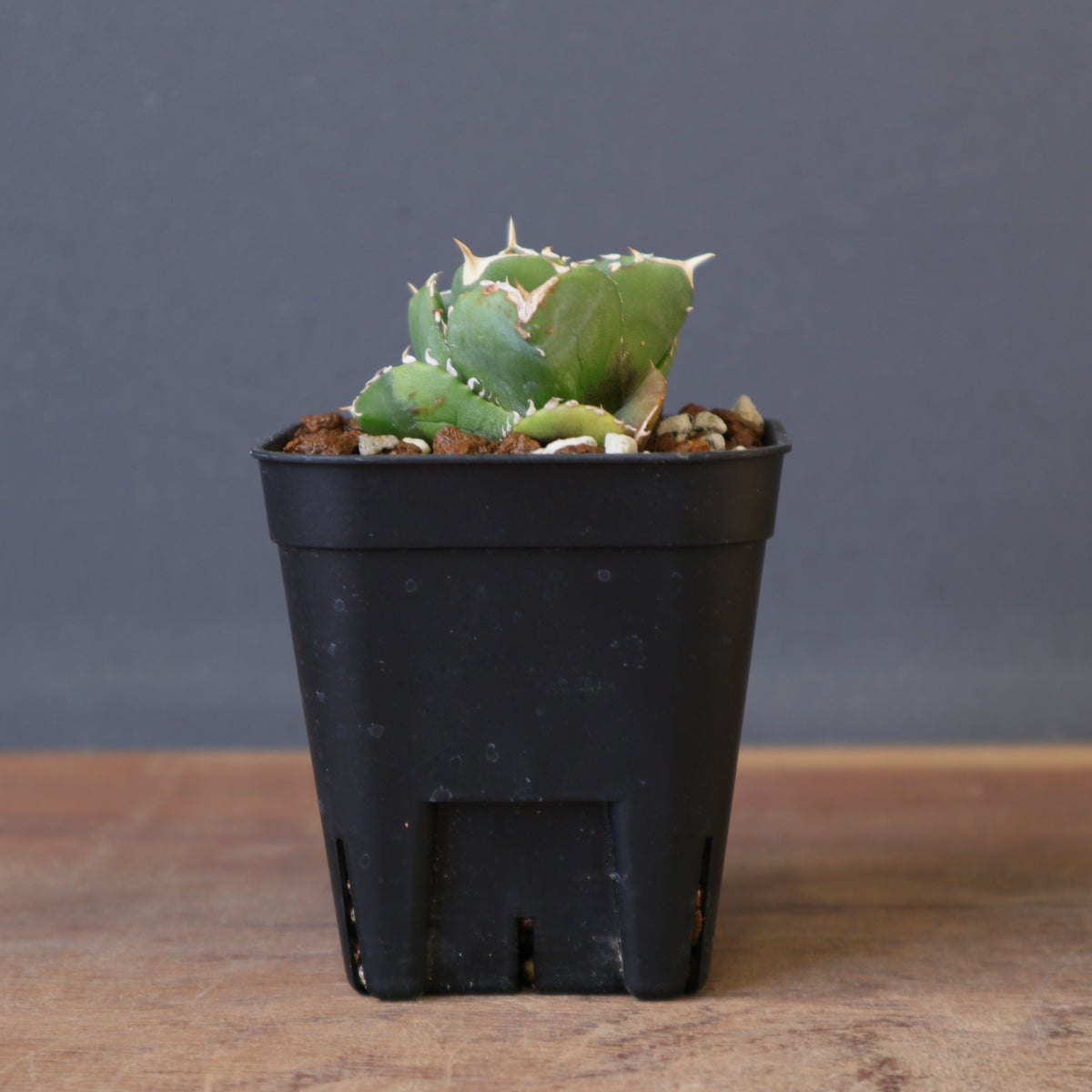 Dragon Agave – 2ページ目 – TaiShoDo ONLINE SHOP