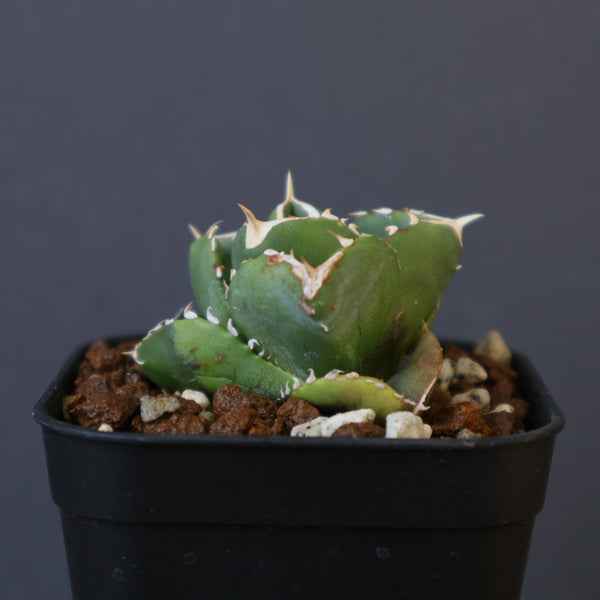 Dragon Agave – 2ページ目 – TaiShoDo ONLINE SHOP