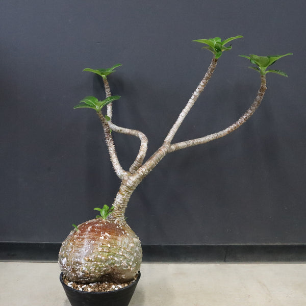 TaiShoDo ONLINE SHOP 塊根植物 多肉植物通販