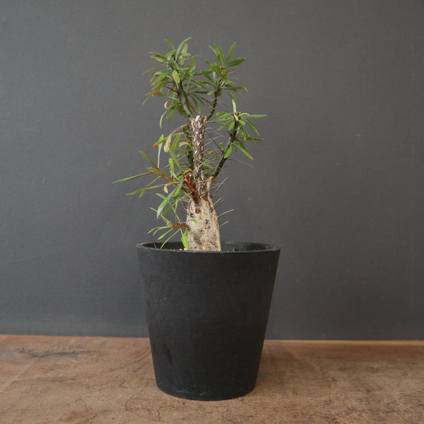 塊根植物 – TaiShoDo ONLINE SHOP