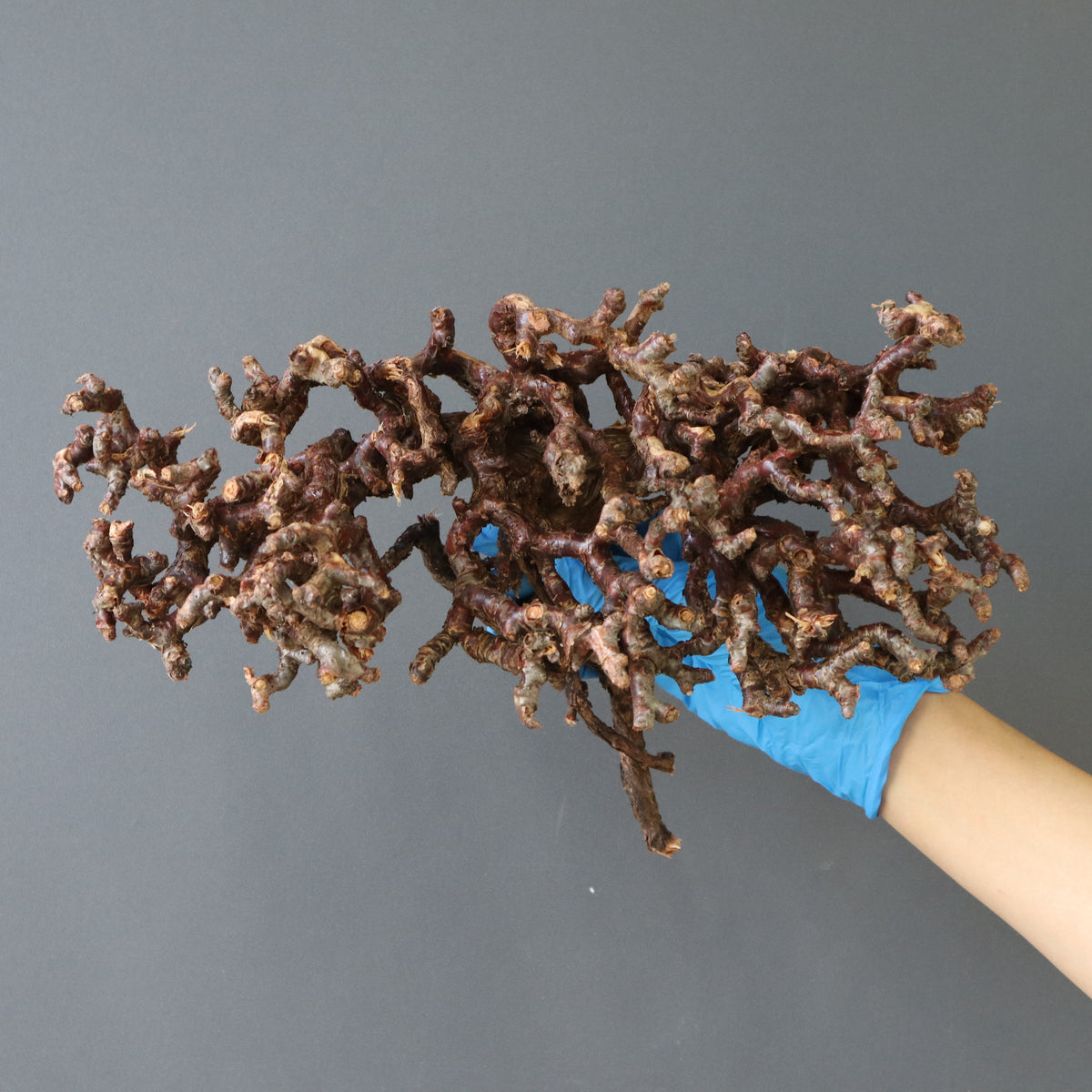 ベアルート – 6ページ目 – TaiShoDo ONLINE SHOP