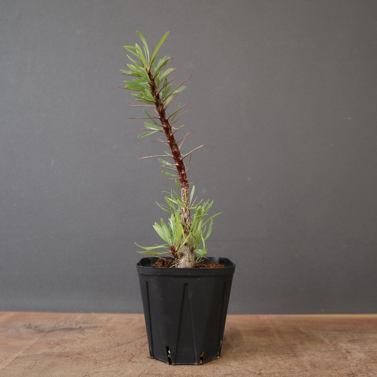 TaiShoDo ONLINE SHOP 塊根植物 多肉植物通販