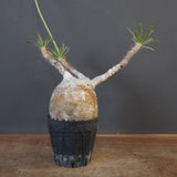 P.グラキリス 1954