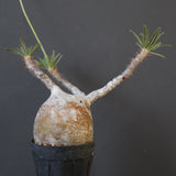 P.グラキリス 1954