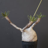 P.グラキリス 1954