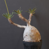 P.グラキリス 1954