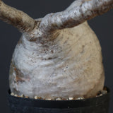 P.グラキリス 1954