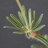 P.グラキリス 1954