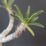 P.グラキリス 1954