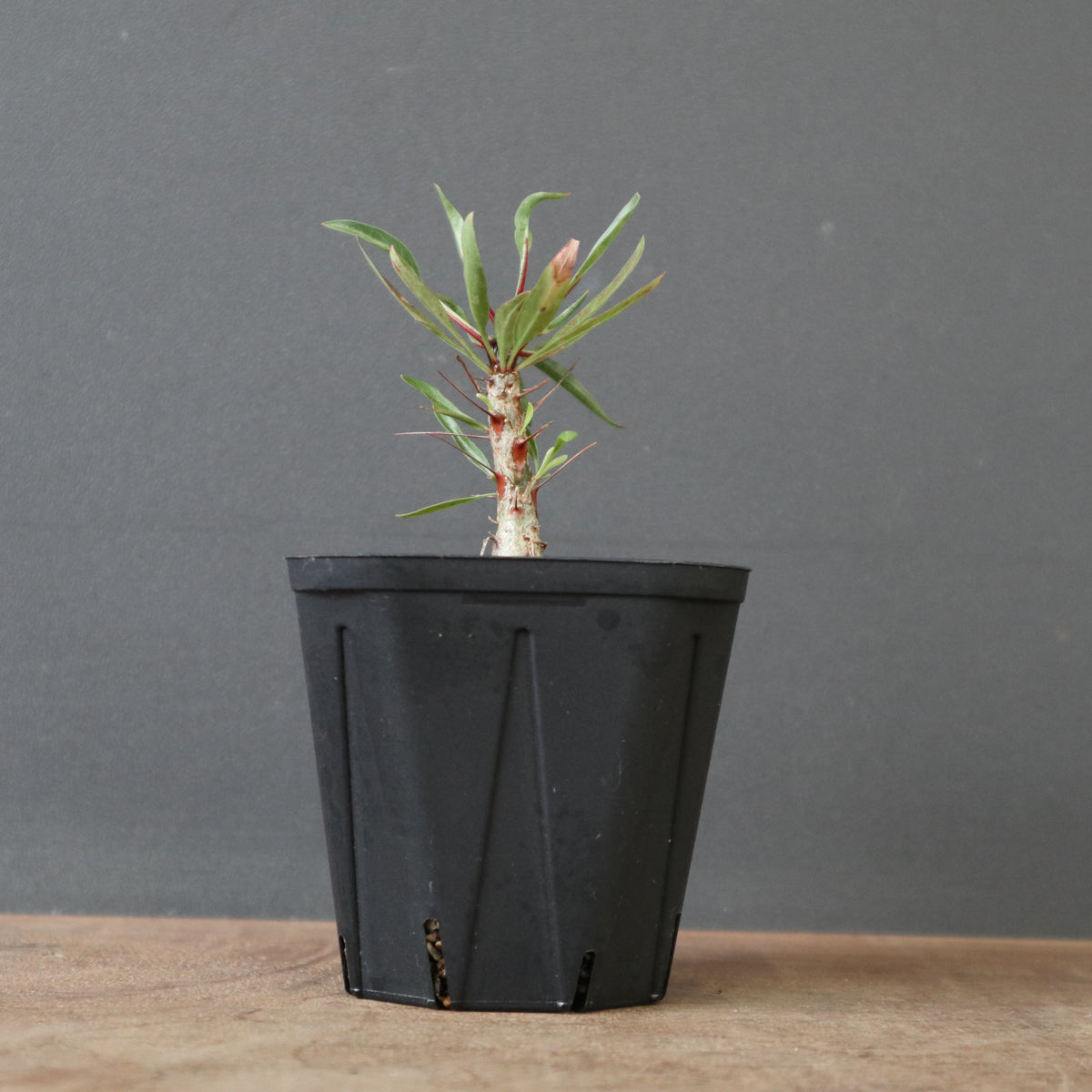 塊根植物 – 4ページ目 – TaiShoDo ONLINE SHOP