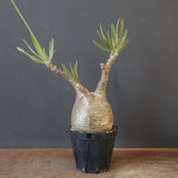 P.グラキリス 1993