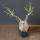 P.グラキリス 1993