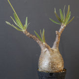 P.グラキリス 1993