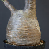 P.グラキリス 1993