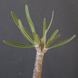 P.グラキリス 1993