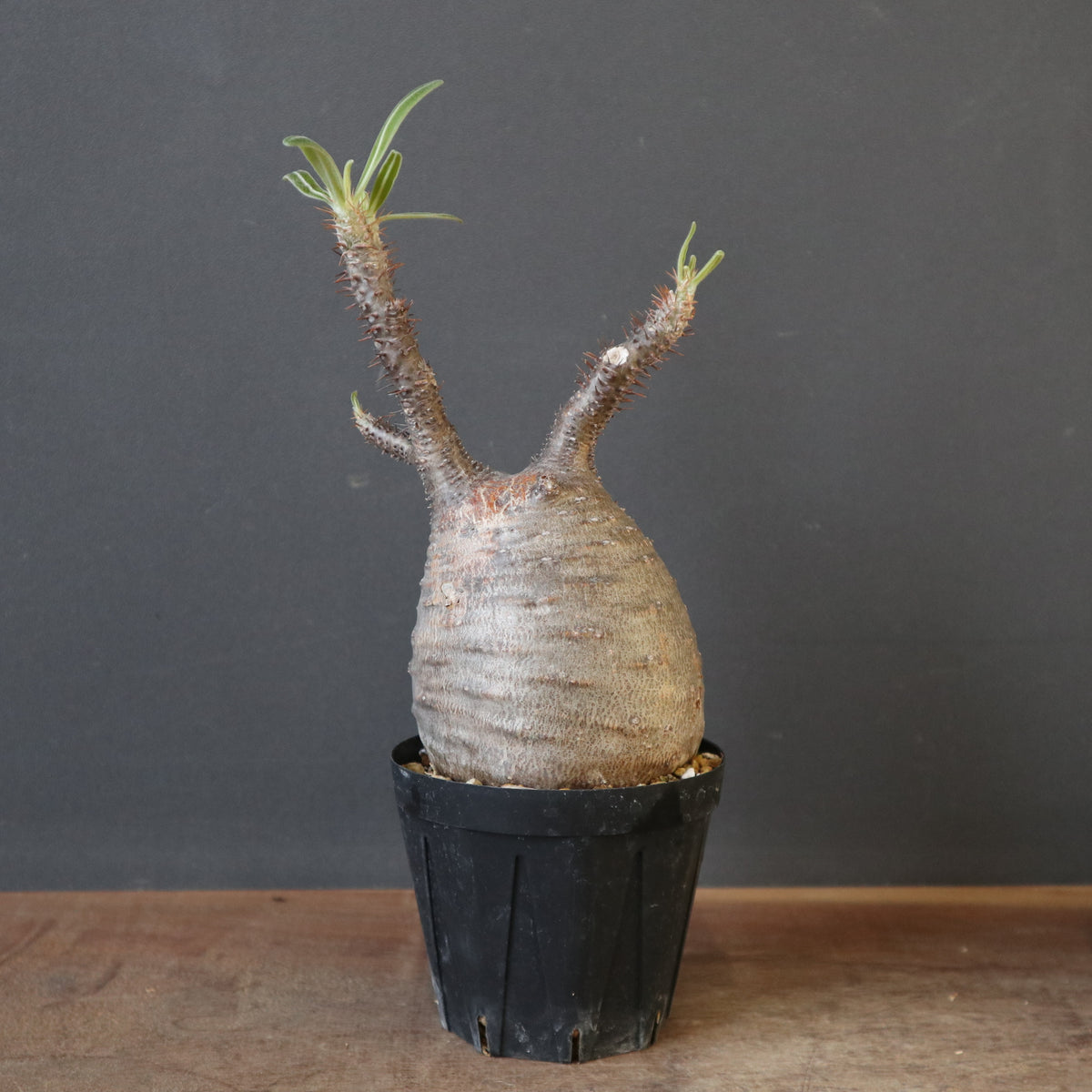 塊根植物 – 8ページ目 – TaiShoDo ONLINE SHOP