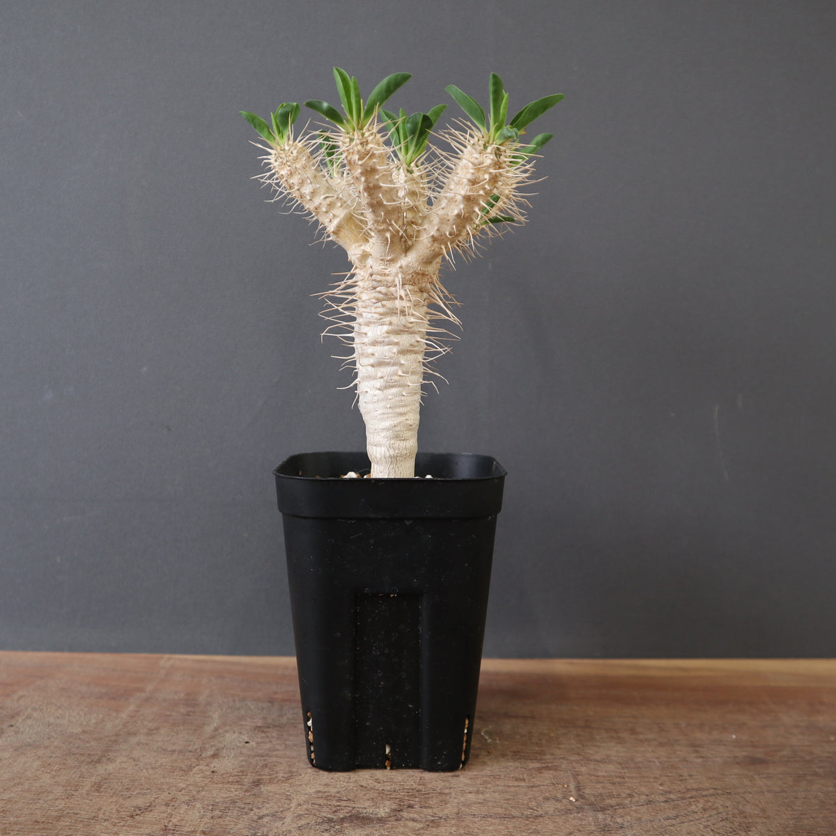 塊根植物 – TaiShoDo ONLINE SHOP