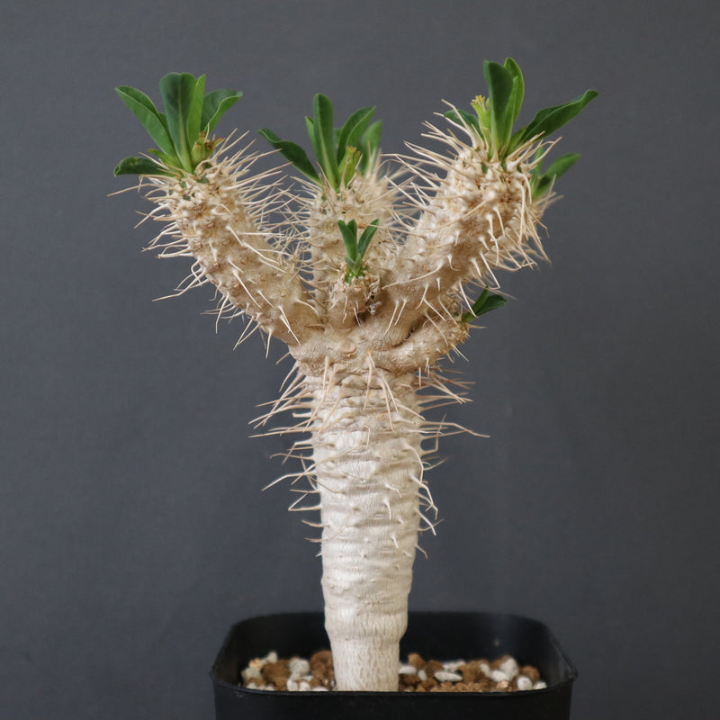 E.ギラウミニアナ (実生) EC2649 – TaiShoDo ONLINE SHOP