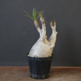 P.グラキリス 1932