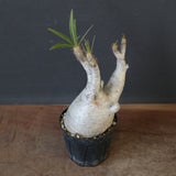 P.グラキリス 1932