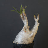 P.グラキリス 1932