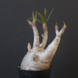 P.グラキリス 1932