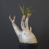 P.グラキリス 1932