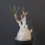 P.グラキリス 1932