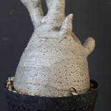 P.グラキリス 1932