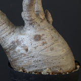 P.グラキリス 1932