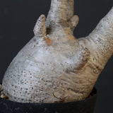 P.グラキリス 1932