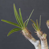 P.グラキリス 1932