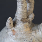 P.グラキリス 1932