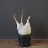 P.グラキリス 1936