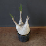 P.グラキリス 1936