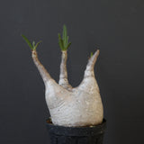 P.グラキリス 1936