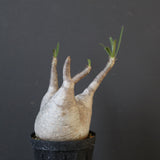 P.グラキリス 1936