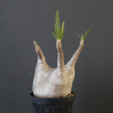 P.グラキリス 1936