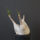 P.グラキリス 1936