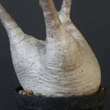 P.グラキリス 1936